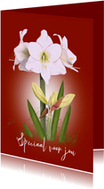 Bloemenkaart witte Amaryllis