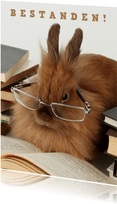 Glückwunschkarte Bestanden Kaninchen