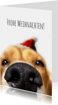 Weihnachtskarte Hundeschnauze mit Weihnachtsmütze