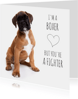 Beterschap - I'm a boxer 