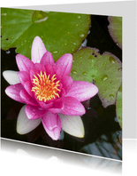 Bloemenkaart  roze waterlelie