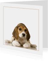 Dierenkaart beagle Puppy