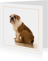Dierenkaart Engelse bulldog