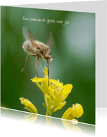 Dierenkaart met zwevend insect boven een gele bloem