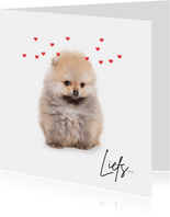 Lieve valentijnskaart met puppy