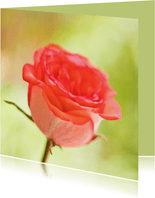 Moederdag kaart met een roze roos op een groene chtergrond