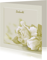 Mooie bedankkaart met witte rozen op zachte achtergrond
