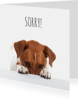 Sorry kaart - Boris de hond - Spijt