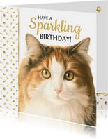 Verjaardagkaart met mooi Noorse boskat