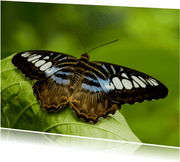Bruin blauw witte vlinder