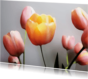 Oranje tulpen