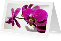 Bloemen volpaarse orchidee
