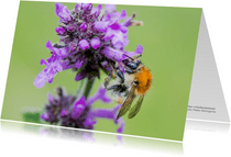 Dierenkaart bij op paarse bloem