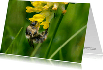 Dierenkaart een prachtige gestreepte bij op gele bloemen 