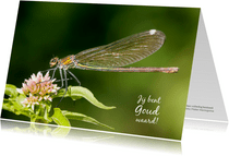 Dierenkaart met schitterende gouden libelle