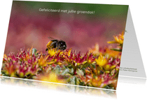Dierenkaart mooie foto van Sedum bloemen met een Steenhommel