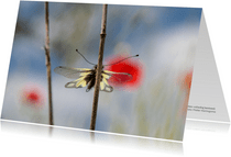Dierenkaart, vlinder in rust met rustige achtergrond