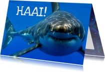 Haai - leuke dierenkaart voor zomaar