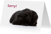 KNGF wenskaart met zwarte hond en sorry