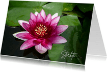 Sterkte roze waterlelie - lotus