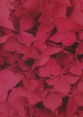 Bidprent herinneringskaart foto hortensia bloemen rood roze Achterkant