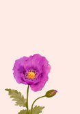 Bloemen kaartje met paarse klaproos 2