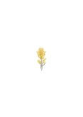 Botanische Save the Date trouwkaart mimosa geel Achterkant