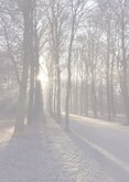 Condoleance kaart met natuurfoto van herfstbos 2