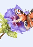 Condoleance sterkte kaart vlinder op een blauwe hibiscus 2