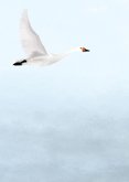 Condoleancekaart met witte zwanen 2