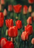 Condoleancekaart rode tulpen met oprechte deelneming 2