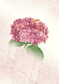 Condoleancekaart roze hortensia 2