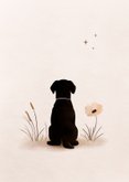 Condoleancekaart verlies hond met mooie bloemen en sterren 2