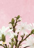 Felicitatiekaart met witte magnolia bloemen 2