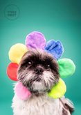 Grappig en lieve beterschapskaart van hond met bloemenmuts 2