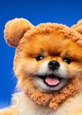 Grappige beterschapskaart dikke knuffel van klein hondje  2