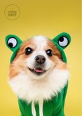 Grappige beterschapskaart van hond in kikkerpakje 2