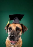 Grappige geslaagd kaart stoere hond met geslaagd hoedje 2