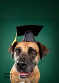 Grappige geslaagd kaart stoere hond met geslaagd hoedje 2