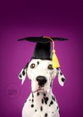 Grappige geslaagd kaart van dalmatiër met geslaagd hoedje 2