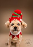 Grappige kerstkaart holly jolly christmas met boomer 2