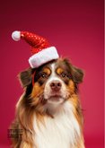 Grappige kerstkaart hond met kerstmuts 2