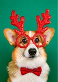 Grappige kerstkaart met corgi did someone say christmas 2