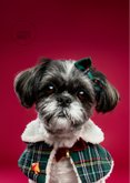Grappige kerstkaart van boomer hondje met kerstkleding 2