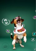 Grappige kerstkaart van hondje met jingle bellenblaas 2