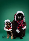 Grappige kerstkaart van hondjes met warme kerstkleding 2