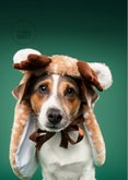 Grappige kerstkaart van jack russel met rendierpakje 2