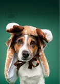 Grappige kerstkaart van jack russel met rendierpakje 2