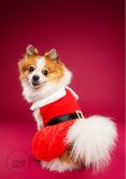 Grappige kerstkaart van pomsky met kerstjurkje aan 2