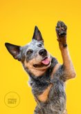 Grappige, lieve felicitatiekaart kaart van hond met high 5 2